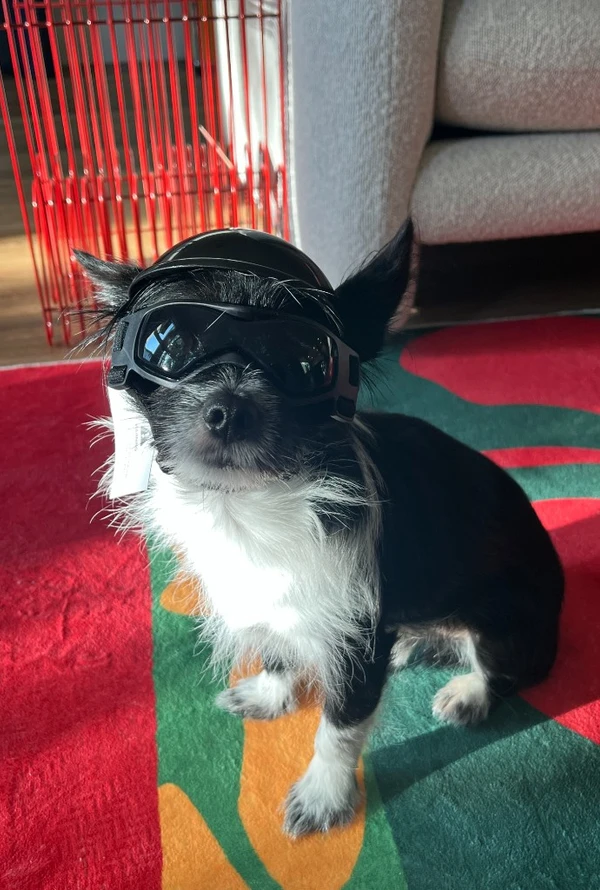 A small Ballpark pup suited up in a motorcycle helmet and goggles